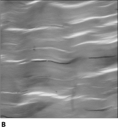           Figure 4.1Using Figure 4.1, match the following: -Three to six rows of cells covering a tissue in which the cells may be the same shape from the basement membrane to the surfaces would be epithelia.