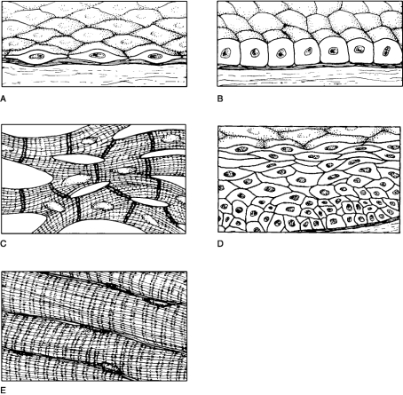   Figure 4.2Using Figure 4.2, match the following: -Simple cuboidal epithelium.