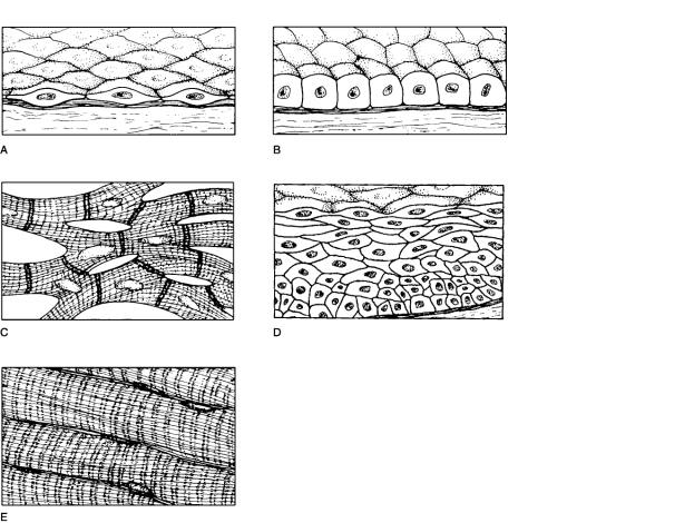   Figure 4.2Using Figure 4.2, match the following: -The tissue that forms the framework for the lamina propria of mucous membranes is connective tissue.