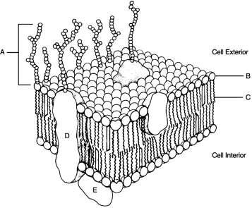   Figure 3.2Using Figure 3.2, match the following: -Hollow cylinders that connect plasma membranes composed of transmembrane protein are called .