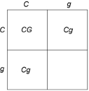   Figure 29.1 -Which of the following statements is true concerning genetic screening? A)  Screening is illegal in over half of the world. B)  Screening can be done before conception by carrier recognition or during fetal testing. C)  Screening can be done only in the first trimester of pregnancy. D)  Genetic screening is rarely done because it yields very little accurate information.