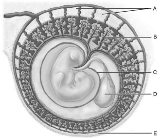   Figure 28.2Using Figure 28.2, match the following: -Protective water- filled sac surrounding the embryo.