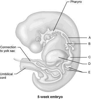   Figure 28.1Using Figure 28.1, match the following: -Esophagus.