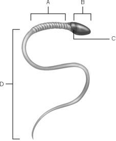 Figure 27.2Using Figure 27.2, match the following: Area of compacted DNA.