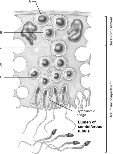 Figure 27.1Using Figure 27.1, match the following: Early spermatids.