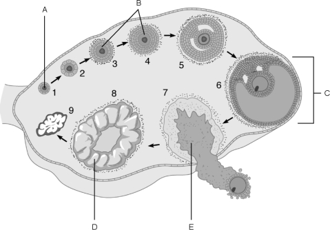   Figure 27.3Using Figure 27.3, match the following: -The stage called ovulation.