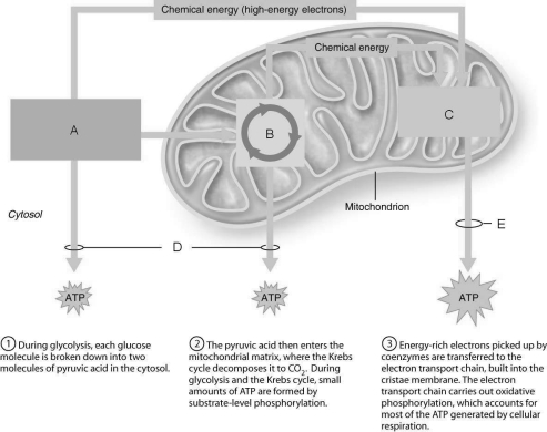   Figure 24.1Using Figure 24.1, match the following: -Contains ATP synthases, small rotary motors.