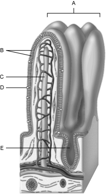   Figure 23.2Using Figure 23.2, match the following: -Cell type specialized to secrete mucus into the lumen of the intestinal tract.