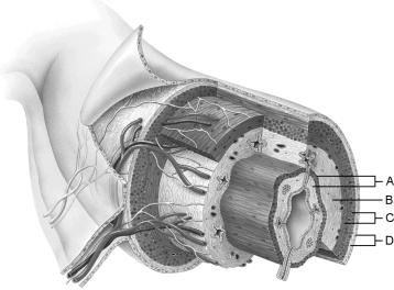   Figure 23.1Using Figure 23.1, match the following: -The chief bile pigment is .