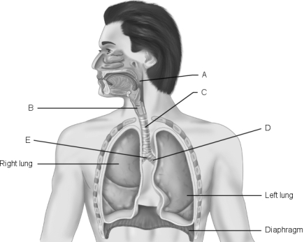   Figure 22.1Using Figure 22.1, match the following: -Pharynx.