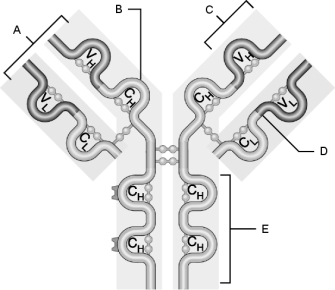   Figure 21.1Using Figure 21.1, match the following: -What are two general mechanisms by which autoimmune diseases could arise?