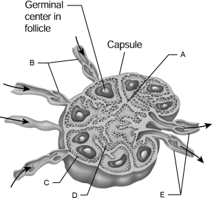   Figure 20.2Using Figure 20.2, match the following: -Name the tonsils and state their body locations.