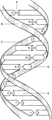   Using Figure 2.2, match the following: -Deoxyribose sugar.