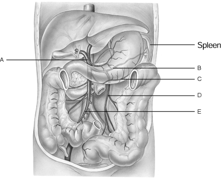   Figure 19.2Using Figure 19.2, match the following: -The veins drain the gall bladder.