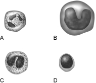   Figure 17.1Using Figure 17.1, match the following: -Main bacteria killer during acute infections.