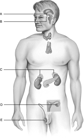   Figure 16.1Using Figure 16.1, match the following: -Produce steroid hormones and glucocorticoids and mineralocorticoids.