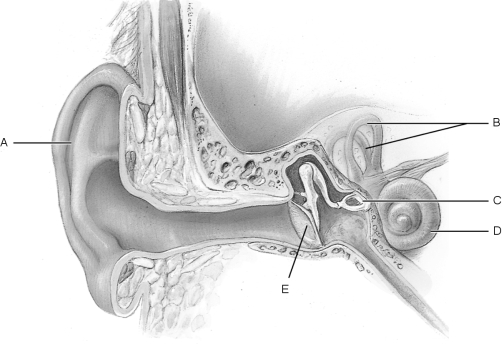   Figure 15.4Using Figure 15.4, match the following: -Cochlea.