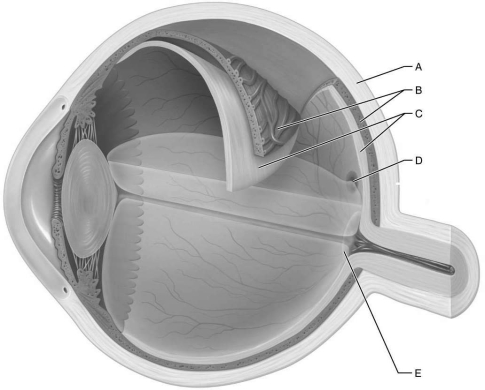   Figure 15.2Using Figure 15.2, match the following: -Lacks photoreceptors; where optic nerve exits the eye.