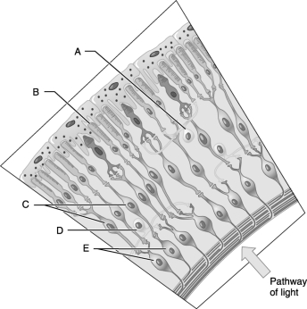   Figure 15.1Using Figure 15.1, match the following: -Bipolar cells.