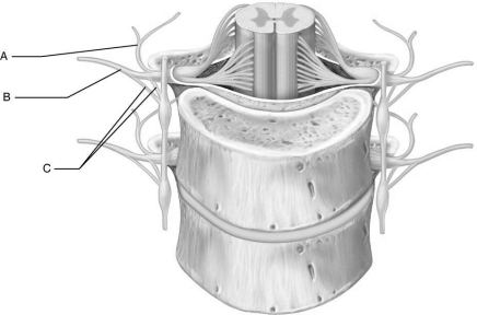   Figure 13.3Using Figure 13.3, match the following: -Supplies each muscle with fibers from more than one nerve.