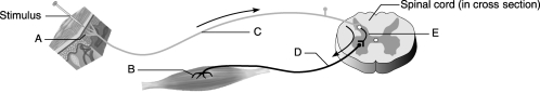   Figure 13.2 Using Figure 13.2, identify the following components of the reflex arc: -Effector.