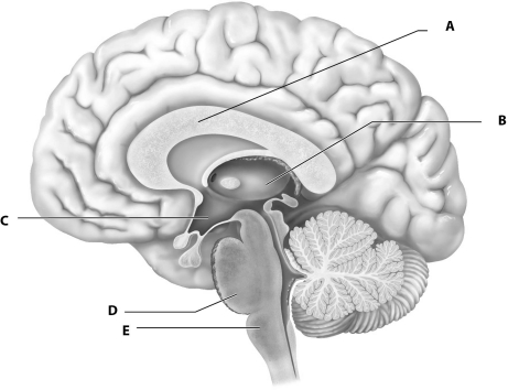   Figure 12.1Using Fig. 12.1, Match the following: -Hypothalamus