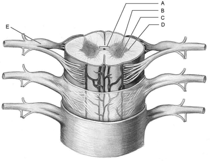   Figure 12.3Using Figure 12.3, match the following: -What is the cauda equina and why is it given this name?