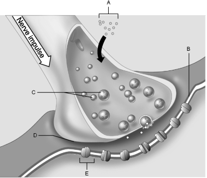   Figure 11.2Using Figure 11.2, match the following: -Synaptic vesicles.