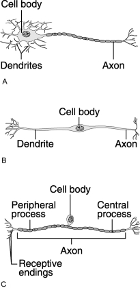 Figure 11.1Using Figure 11.1, match the following: When information is delivered within the CNS simultaneously by different parts of the neural pathway, the process is called processing.