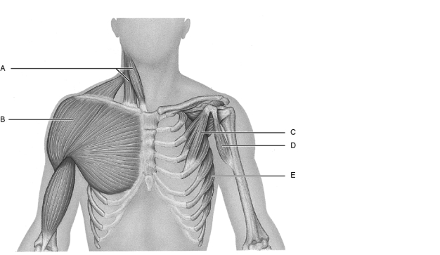   Figure 10.2Using Figure 10.2, match the following: -Serratus anterior.