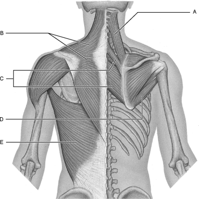   Figure 10.3Using Figure 10.3, match the following: -The latissimus dorsi.