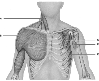   Figure 10.2Using Figure 10.2, match the following: -Sternocleidomastoid