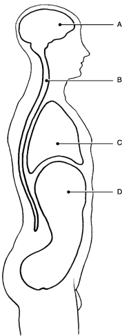   Figure 1.1Using Figure 1.1, match the following cavities: -Cranial cavity.