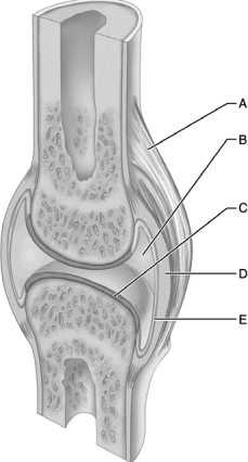  Figure 9.1 Use the diagram above to answer the following questions. -Which letter indicates a ligament that connects bone to bone and is external to the joint capsule? A)  A B)  B C)  C D)  D E)  E