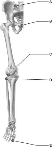   Figure 9.2 Use the diagram above to answer the following questions. -Which letter indicates a cartilaginous, amphiarthrotic, symphysis type of joint? A)  A B)  B C)  C D)  D E)  E