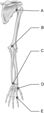   Figure 9.3 Use the diagram above to answer the following questions. -Which letter indicates a synovial, diarthrotic, hinge type of joint? A)  A B)  B C)  C D)  D E)  E