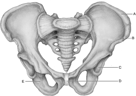  Figure 8.1 Use the diagram above to answer the following questions. -Which letter indicates a deep hemispherical socket where all three pelvic bones intersect? A)  A B)  B C)  C D)  D E)  E