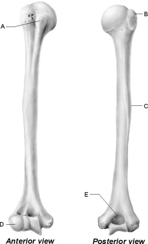   Figure 8.3 Use the diagram above to answer the following questions. -Which letter indicates the bony landmark of the humerus that articulates with the head of the radius? A)  A B)  B C)  C D)  D E)  E