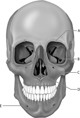  Figure 7.1 Use the diagram above to answer the following questions. -Which letter indicates a bony projection from the ethmoid bone? A)  A B)  B C)  C D)  D E)  E