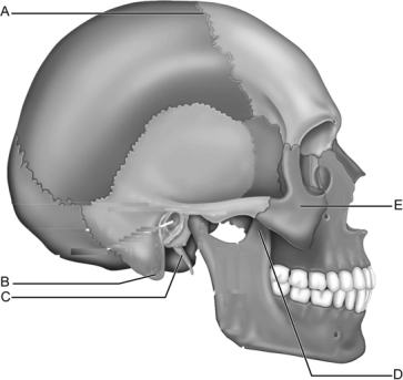   Figure 7.2 Use the diagram above to answer the following questions. -Which letter indicates the styloid process of the temporal bone? A)  A B)  B C)  C D)  D E)  E