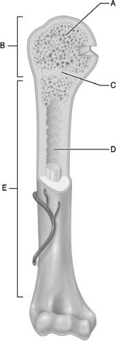   Figure 6.1 Use the diagram above to answer the following questions. -Which letter indicates the region of the long bone comprised of a network of trabecular plates? A)  A B)  B C)  C D)  D E)  E