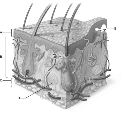   Figure 5.1 Use the diagram above to answer the following questions. -Which letter indicates the integument layer composed of keratinized stratified squamous cells? A)  A B)  B C)  C D)  D E)  E