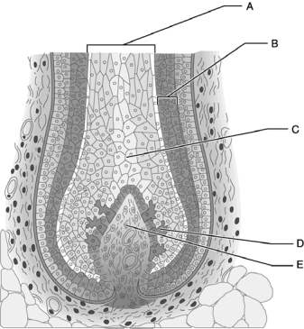   Figure 5.2 Use the diagram above to answer the following questions. -Which letter indicates the innermost portion of hair that is comprised of large epithelial cells and air spaces? A)  A B)  B C)  C D)  D E)  E