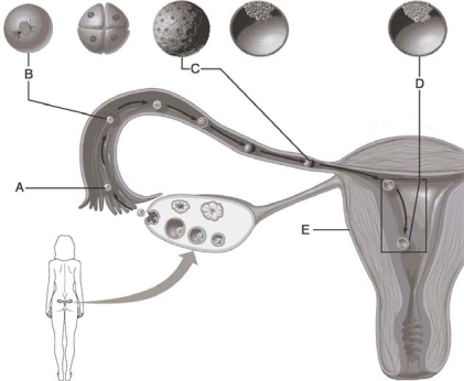   Figure 3.1 Use the diagram above to answer the following questions. -Which letter indicates the zygote? A)  A B)  B C)  C D)  D E)  E
