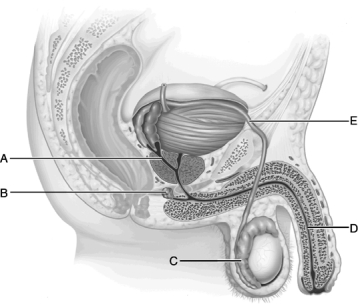   Figure 25.1 Use the diagram above to answer the following questions. -Identify the letter that indicates the site of sperm maturation and storage. A)  A B)  B C)  C D)  D E)  E