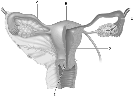   Figure 25.2 Use the diagram above to answer the following questions. -Identify the letter that indicates the tissue layer that is shed during menstruation. A)  A B)  B C)  C D)  D E)  E