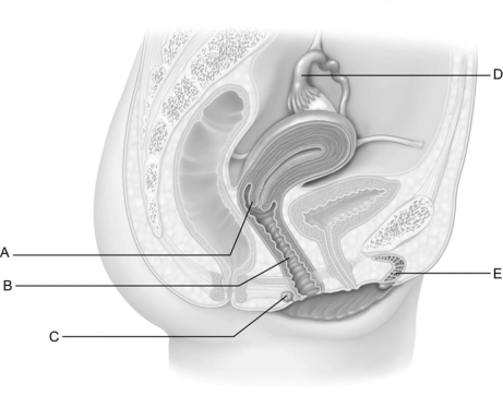   Figure 25.3 Use the diagram above to answer the following questions. -Identify the letter that indicates the ʺneckʺ of the uterus. A)  A B)  B C)  C D)  D E)  E