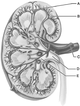   Figure 24.1 Use the diagram above to answer the following questions. -Identify the letter that indicates the blood vessel that carries oxygenated blood to the kidney. A)  A B)  B C)  C D)  D E)  E