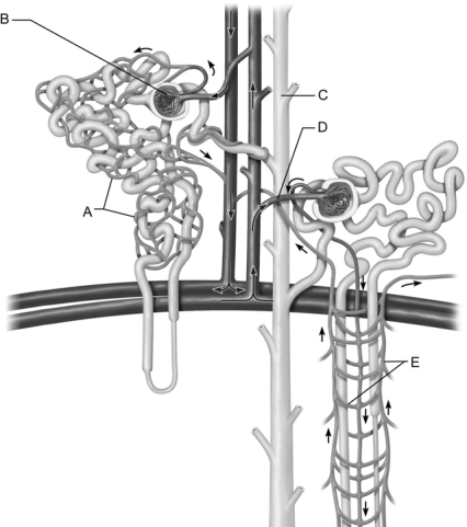   Figure 24.2 Use the diagram above to answer the following questions. -Identify the letter that indicates the region of the nephron with receptors sensitive to antidiuretic hormone (ADH) . A)  A B)  B C)  C D)  D E)  E