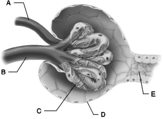   Figure 24.3 Use the diagram above to answer the following questions. -Identify the letter that indicates the visceral layer of the glomerular capsule. A)  A B)  B C)  C D)  D E)  E